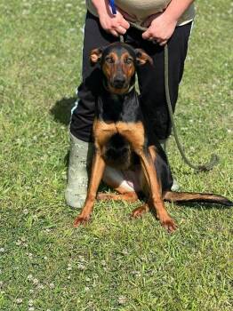 Doberman Pinscher and Mixed Breed Dogs Available for Adoption in Burgaw, North Carolina - Sola | PetCurious