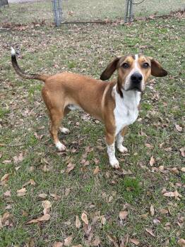 Rescue Beagle Dogs for Adoption in Lufkin, Texas - Peanut | PetCurious