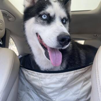 Rescue Husky Dogs for Adoption in Richmond, Texas - Chance | PetCurious