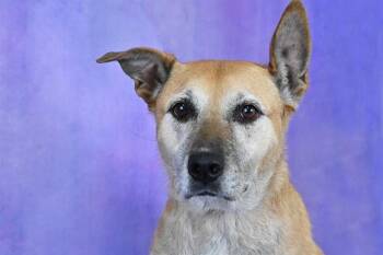 BABY -  Black Mouth Cur Dog for Adoption in Fort Lauderdale, Florida - BABY | PetCurious
