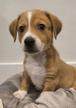 Luigi -  Beagle and Chihuahua Dog for Adoption in Grand Rapids, Michigan - Luigi | PetCurious