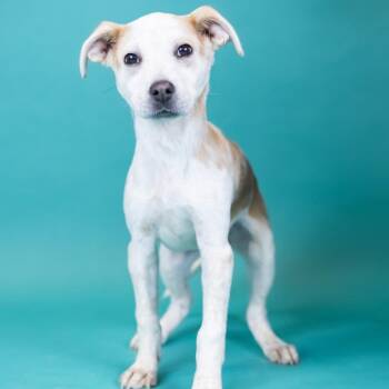 Mixed Breed Dogs Available for Adoption in Portland, Oregon - KATE | PetCurious
