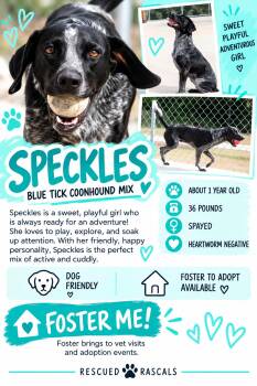 Foster Speckles -  Bluetick Coonhound Dog for Adoption in Oswego, Illinois - Foster Speckles | PetCurious