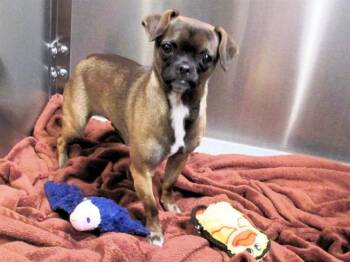 Rescue Pug and Mixed Breed Dogs for Adoption in Tustin, California - MEEKAH | PetCurious