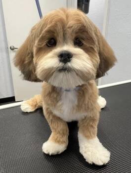 Lhasa Apso Dogs Available for Adoption in San Tan Valley, Arizona - Ryder | PetCurious