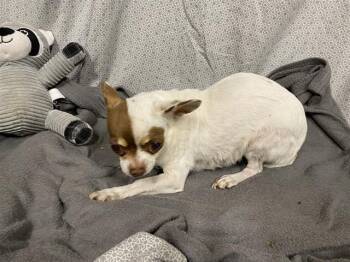 Chihuahua Dogs Available for Adoption in Modesto, California - A610399 | PetCurious