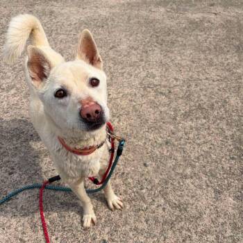Kim Shin HW+ -  Jindo Dog for Adoption in Northbrook, Illinois - Kim Shin HW+ | PetCurious