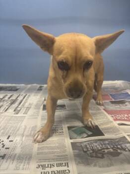 EDDIE -  Chihuahua Dog for Adoption in San Bernardino, California - EDDIE | PetCurious