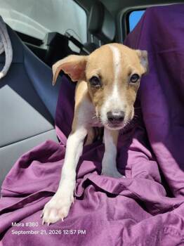 ARCHIE -  American Staffordshire Terrier Dog for Adoption in San Antonio, Texas - ARCHIE | PetCurious