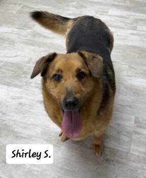 German Shepherd Dog Dogs Available for Adoption - Shirley S | PetCurious