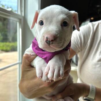 Argentina -  Pit Bull Terrier Dog for Adoption in Tampa, Florida - Argentina | PetCurious