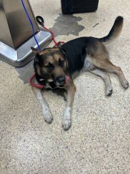 Rescue Shepherd and Mixed Breed Dogs for Adoption in Houston, Texas - BROWNIE | PetCurious