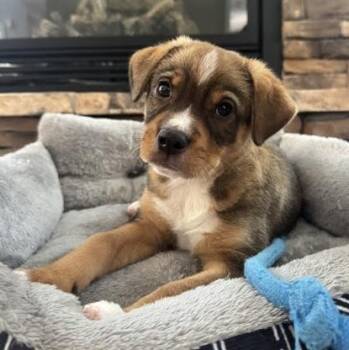 Koa -  Australian Shepherd Dog for Adoption in Midlothian, Virginia - Koa | PetCurious