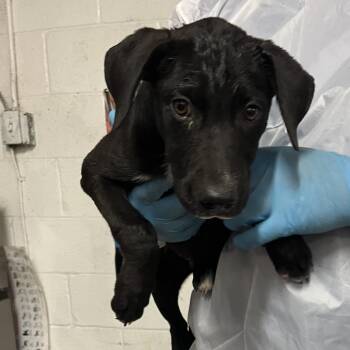 Ziggy -  Labrador Retriever and Shepherd Dog for Adoption in Edinburg, Texas - Ziggy | PetCurious