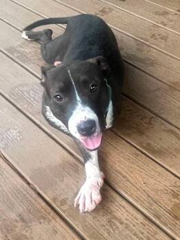Jenn -  Pit Bull Terrier Dog for Adoption in Pottstown, Pennsylvania - Jenn | PetCurious