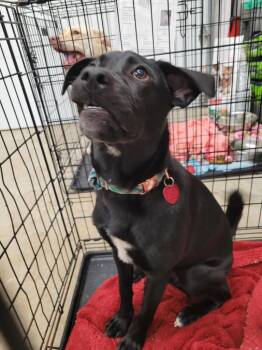 Labrador Retriever and Pug Dogs Available for Adoption in Angola, Indiana - Harvey | PetCurious