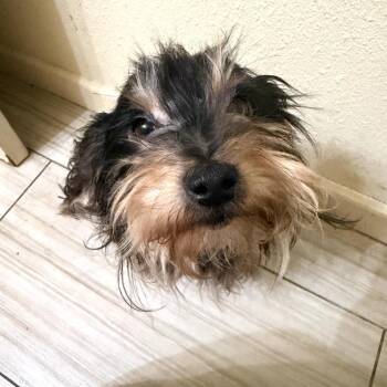 Little Prince -  Yorkshire Terrier and Mixed Breed Dog for Adoption in San Francisco, California - Little Prince | PetCurious