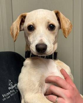 Hound and Mixed Breed Dogs Available for Adoption in Littleton, Colorado - Sage | PetCurious