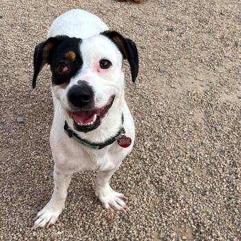 Rescue Chihuahua and Dachshund Dogs for Adoption in Phoenix, Arizona - Tamera | PetCurious