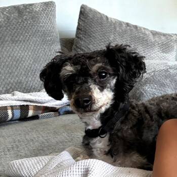 Oso -  Maltese and Miniature Poodle Dog for Adoption in Rochester, Minnesota - Oso | PetCurious
