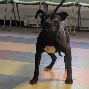 Mixed Breed Dogs Available for Adoption in Philadelphia, Pennsylvania - Zippy | PetCurious