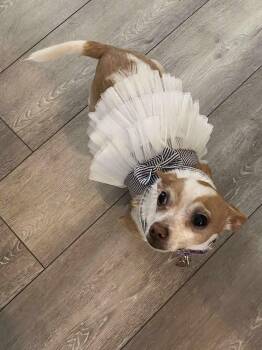 Rescue Chihuahua Dogs for Adoption in Seguin, Texas - Fancy | PetCurious