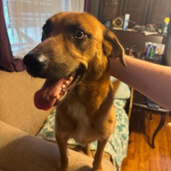 Gojo -  Mixed Breed Dog for Adoption in Columbus, Georgia - Gojo | PetCurious