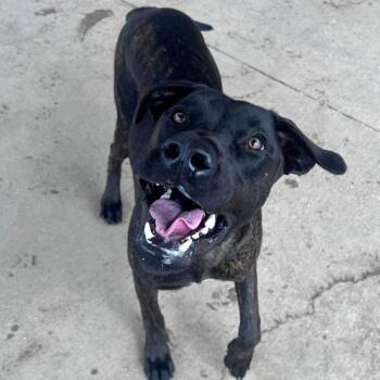 Pit Bull Terrier and Mixed Breed Dogs Available for Adoption - Bubba | PetCurious