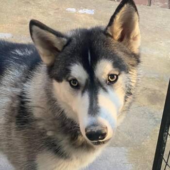Rescue Siberian Husky Dogs for Adoption in Bakersfield, California - ABBY | PetCurious