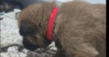 Belgian Shepherd Malinois and German Shepherd Dog Dogs Available for Adoption in Imlay City, Michigan - Cobra (Aircraft Litter, Red Collar) - Located In NV | PetCurious