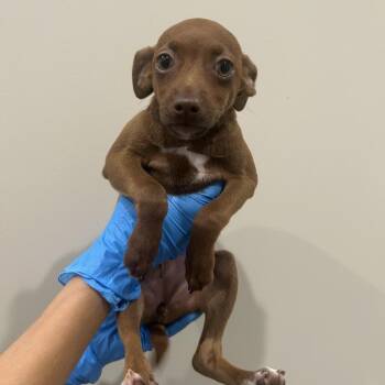 Nevaeh 22475 -  Miniature Pinscher and Mixed Breed Dog for Adoption in Cumming, Georgia - Nevaeh 22475 | PetCurious