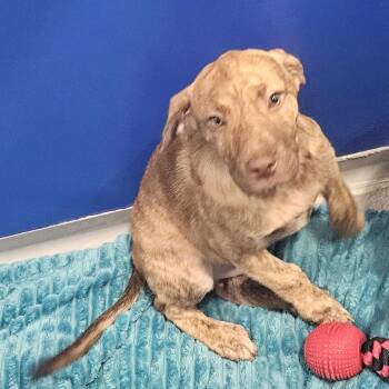 Nick -  Hound Dog for Adoption in Kalamazoo, Michigan - Nick | PetCurious