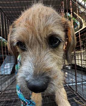 Terrier Dogs Available for Adoption in Salisbury, Maryland - Will | PetCurious