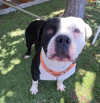Chutney -  Pit Bull Terrier Dog for Adoption in Phoenix, Oregon - Chutney | PetCurious