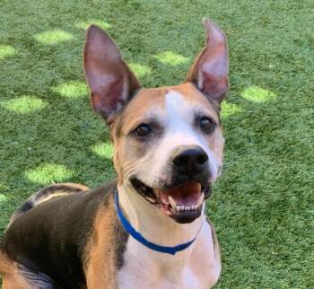 American Staffordshire Terrier and Pit Bull Terrier Dogs Available for Adoption - 911 URGENT - I NEED YOU TO SAVE MY LIFE! On Deadline List: Partr | PetCurious