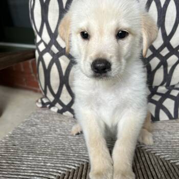 STEVEN -  Great Pyrenees and Labrador Retriever Dog for Adoption in Fosters, Alabama - STEVEN | PetCurious