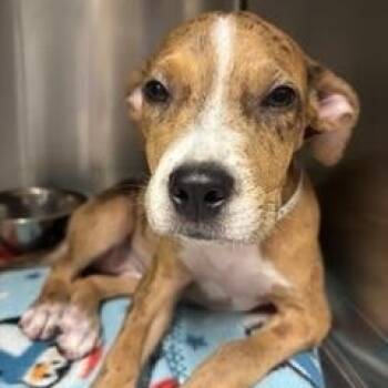 Sapphire -  Catahoula Leopard Dog Dog for Adoption in Wekiwa Springs, Florida - Sapphire | PetCurious