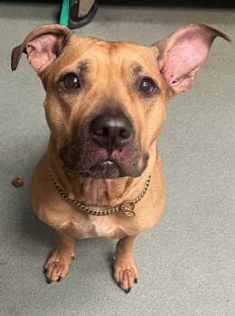 Rescue American Staffordshire Terrier Dogs for Adoption in Raleigh, North Carolina - Chicago | PetCurious