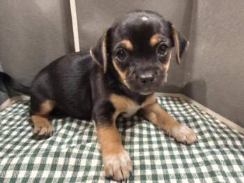 Venus -  Mixed Breed Dog for Adoption in Pleasanton, California - Venus | PetCurious