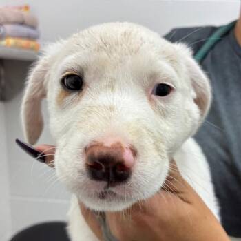 Australian Cattle Dog Blue Heeler Dogs Available for Adoption - Vicente | PetCurious