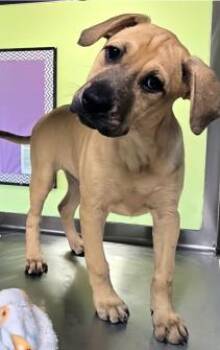 Stingray -  Retriever and Mixed Breed Dog for Adoption in Kansas City, Missouri - Stingray | PetCurious