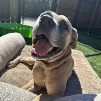 Rescue American Staffordshire Terrier Dogs for Adoption in Naperville, Illinois - Sam | PetCurious