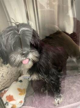 Magic A220242 -  Shih Tzu Dog for Adoption in Plano, Texas - Magic A220242 | PetCurious