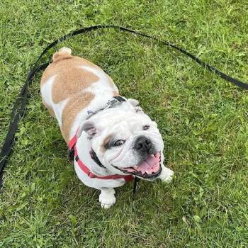 Willow -  English Bulldog and Mixed Breed Dog for Adoption in Fairport, New York - Willow | PetCurious