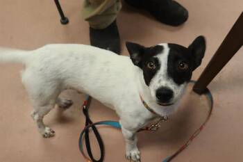 JULIAN -  Mixed Breed Dog for Adoption in Columbia, South Carolina - JULIAN | PetCurious