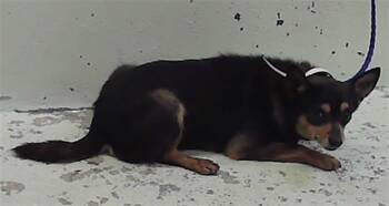 Chihuahua and Mixed Breed Dogs Available for Adoption in Houston, Texas - A2066617 | PetCurious