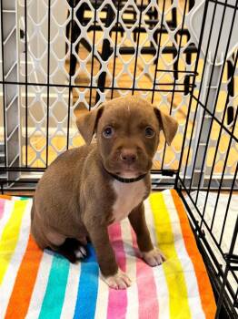 Pit Bull Terrier Dogs Available for Adoption in Little Rock, Arkansas - Sage | PetCurious