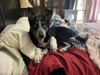 Rescue Siberian Husky and German Shepherd Dog Dogs for Adoption in The Woodlands, Texas - Arcee | PetCurious