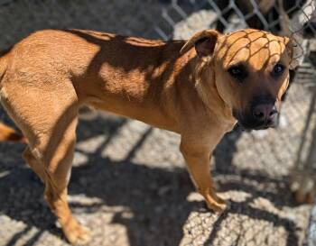 Rescue Pit Bull Terrier and Labrador Retriever Dogs for Adoption in Riverton, Wyoming - Freeman | PetCurious