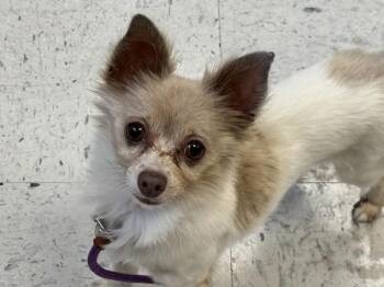 *Mighty Mouse* -  Chihuahua Dog for Adoption in Salt Lake City, Utah - *Mighty Mouse* | PetCurious